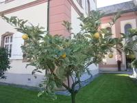 Zitrusfrüchte am Schloß