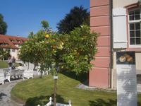 Weitere Zitrusfrüchte