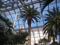 Im Palmenhaus des Schlosses
