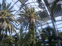 Hier überwintern auch die Zitrusfrüchte