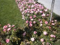 Die späten Rosensorten blühen in voller Pracht