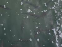 Große Fische im Wasser