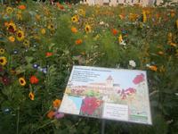 Schöne Mischung von Blumen an dieser Kirche