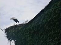 Ein Storch am 