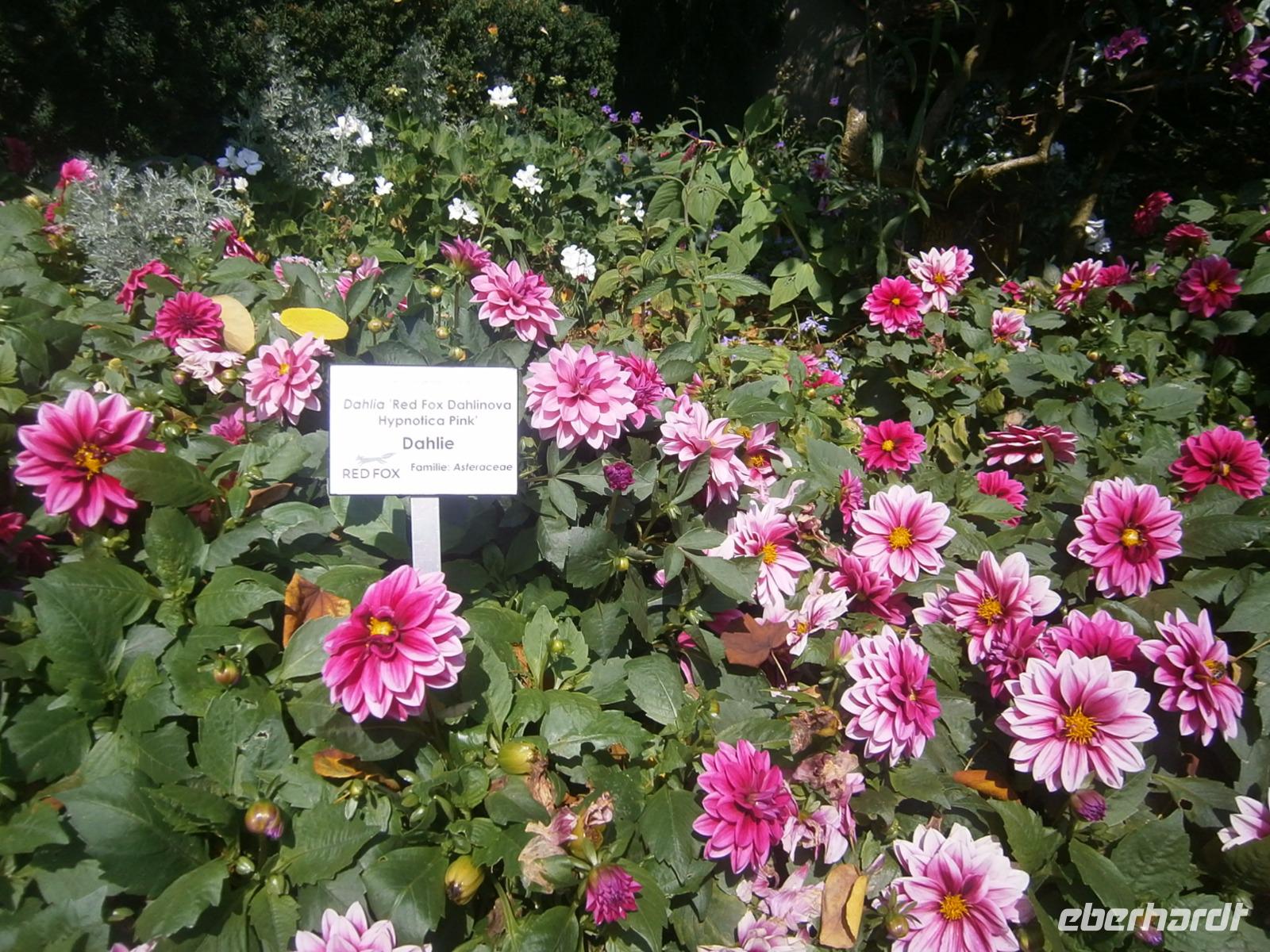Dahlien kündigen den Herbst an