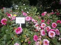 Dahlien kündigen den Herbst an