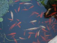 Fische in einen kleinen Teich des Parks