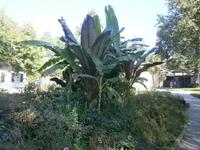 Sehenswerte Pflanzen 