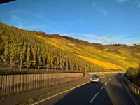 Weinberge an der Mosel.