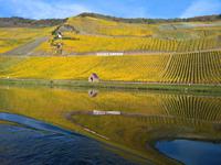 Weinlaubfärbung an der Mosel.