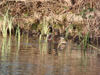 Kahnfahrt auf der Spree
