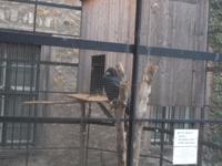 Merseburg, Rabenkäfig im Schloss-Vorhof