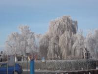 Rauhreiflandschaft in Memleben