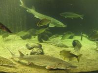 IMG_7096  Schaubecken