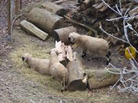 Burghausen- Frostschafe:-)