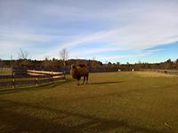 Ein Kamel in Bayern ?