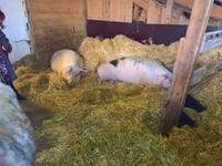 Auf Gut Aiderbichl in Iffeldorf   -   Schwein Oskar, 600 kg, im Ruhestand.