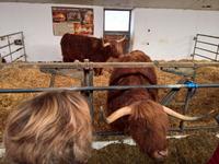 Vor Feuersbrunst gerettete Kühe.