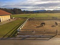 Glückliche Pferde in herrlicher Landschaft.