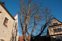 Erfurt - Augustinerkloster 
