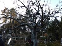  Landschaftspark Iserhatsche:der Glockenbaum