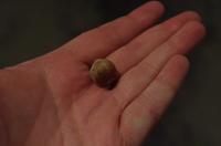 Eine Haselnuss für Eberhardt