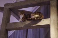 Die Ausstellung zum Märchen 