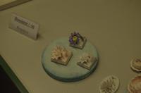 Das Porzellanmuseum in Meißen