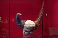 Das Porzellanmuseum in Meißen