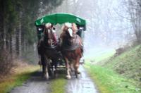 039 Wilhelmsreuth, Kutschfahrt beim Michlbauer