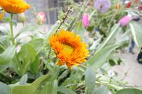 Am Weingut Schloss Wackerbarth in Radebeul