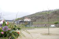 Am Weingut Schloss Wackerbarth in Radebeul