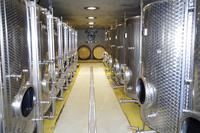 Im Weingut Vincenz Richter im Elbtal