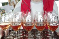 Weinverkostung im Weingut Vincenz Richter im Elbtal