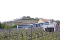 Am Weingut Vincenz Richter im Elbtal - Sörnewitz