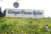 Am Weingut Vincenz Richter im Elbtal - Sörnewitz