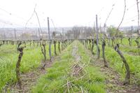 Weinverkostung am Schloss Proschwitz