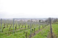 Weinverkostung am Schloss Proschwitz