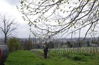 Blick auf Meißen von Schloss Proschwitz