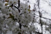 Frühlingswanderung in Moritzburg