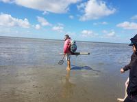 Büsum, Wattwanderung mit Bodo