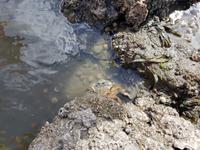 Büsum, Wattwanderung mit Bodo