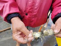 Büsum, Wattwanderung mit Bodo