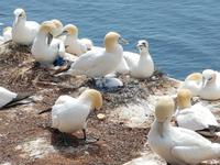 Helgoland, Basstölpel am Klippenrandweg