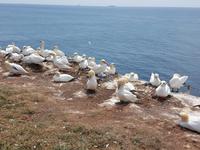 Helgoland, Basstölpel am Klippenrandweg