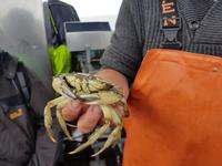 Büsum, Fangfahrt, Krebs