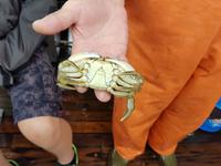 Büsum, Fangfahrt, Krebs männlich