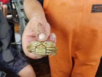 Büsum, Fangfahrt, Krebs weiblich