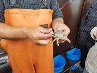 Büsum, Fangfahrt, Krebs