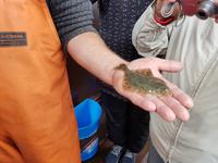 Büsum, Fangfahrt, Plattfisch